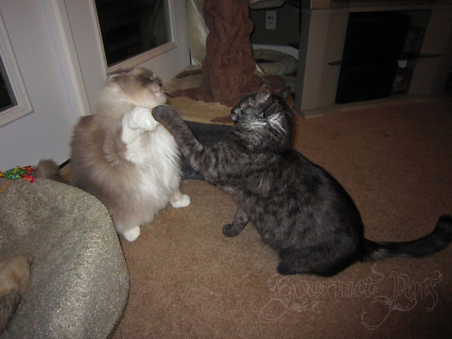 Tyco and Angel Fighting Hilariously.