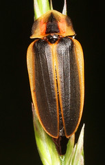 Lampyridae - Fireflies