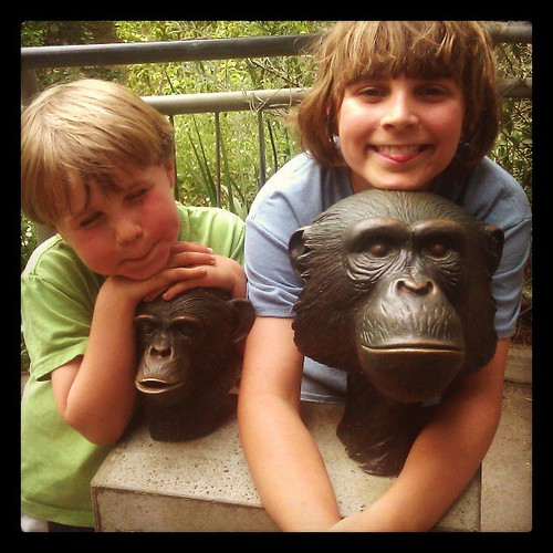 My monkeys and some chimps