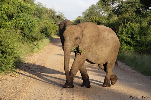 Elefant, Kruger Park
