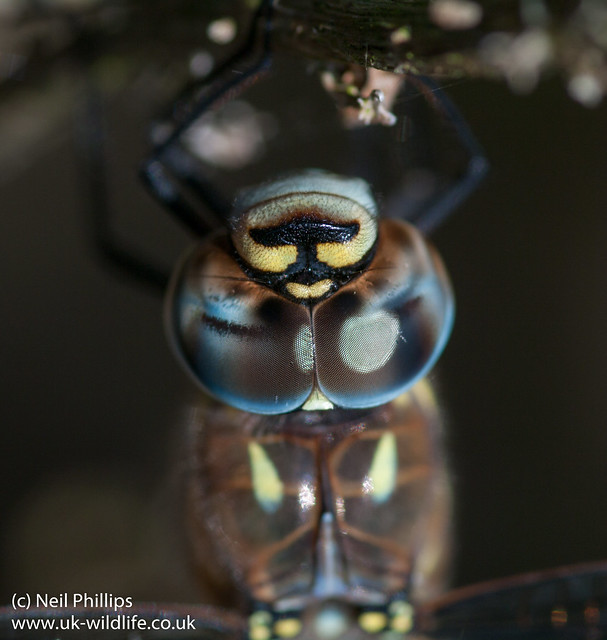 migrant hawker dragonfly close up Aeshna mixta-5