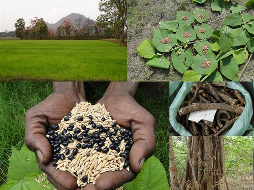Indigenous Medicinal Rice Formulations for Diabetes and Cancer Complications, Heart and Kidney Diseases (TH Group-101 special) from Pankaj Oudhia’s Medicinal Plant Database by Pankaj Oudhia