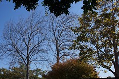 			Klaus Naujok posted a photo:	Our neighbor’s trees have lost their leaves when we were gone.