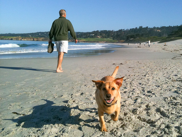 Carmel Beach - Dog Friendly Carmel