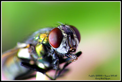 Fly by super Macro