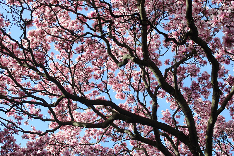 Magnolias Against the Blue Sky