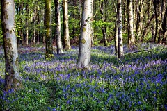 mmm - Spring at last, Bluebells in 2013