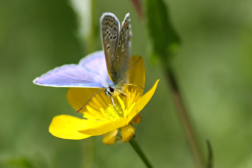 Common Blue or Adonis Blue?