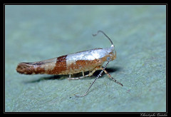 Lepidoptera/Argyresthiidae