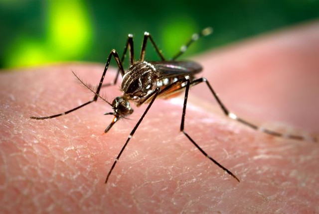 Aedes-aegypti-diarioecologia