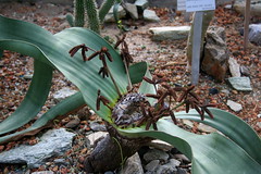 Welwitchiaceae