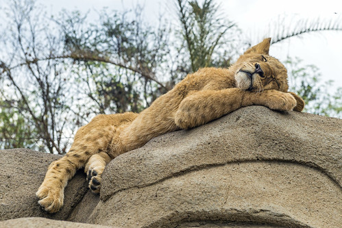 Nicely sleeping on the rock by Tambako the Jaguar