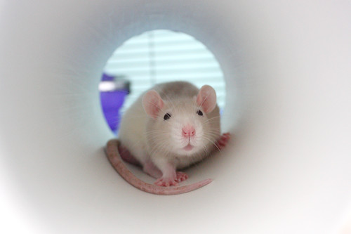 Marshmallow in his PVC pipe