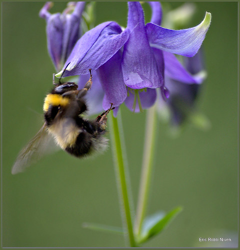 Busy Bumble Bee !!