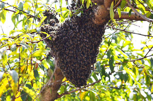 Bees Nest