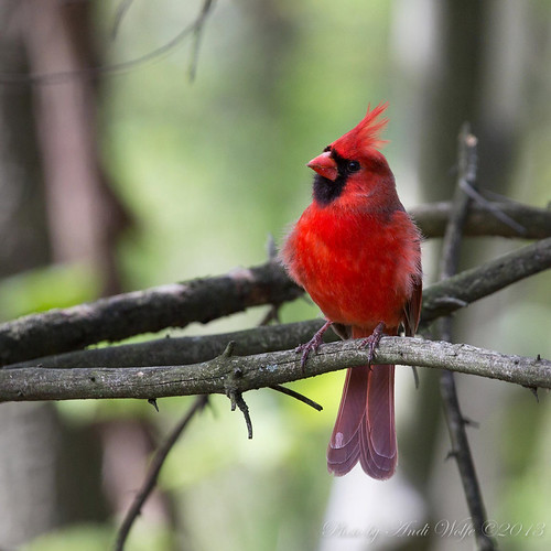 Northern Cardinal by andiwolfe