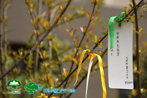 種樹祈福，圖片來源：天津綠色之友。
