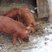 Pigs with fabulous copper hair that glows in the sunlight, at Riverdale Farm.