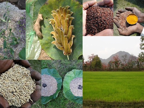 Validated and Potential Medicinal Rice Formulations for Hypertension (High Blood Pressure) with Diabetes mellitus Type 2 Complications (TH Group-286) from Pankaj Oudhia’s Medicinal Plant Database by Pankaj Oudhia