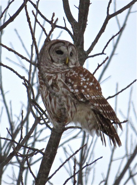 Barred Owl at Evergreen Lake in Woodford County, IL