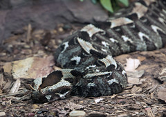 Snakes 08-30-2011