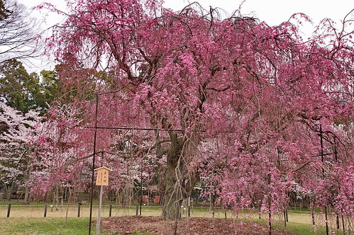 【写真】桜 : 上賀茂神社