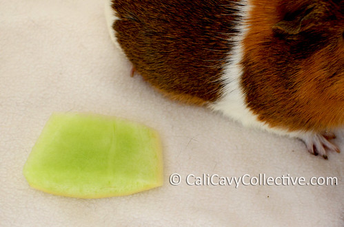 Truffle the guinea pig with honeydew melon