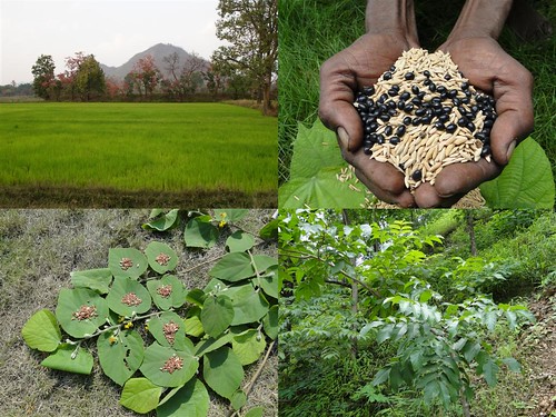 Medicinal Rice Formulations for Diabetes Complications, Heart and Kidney Diseases (TH Group-81) from Pankaj Oudhia’s Medicinal Plant Database by Pankaj Oudhia
