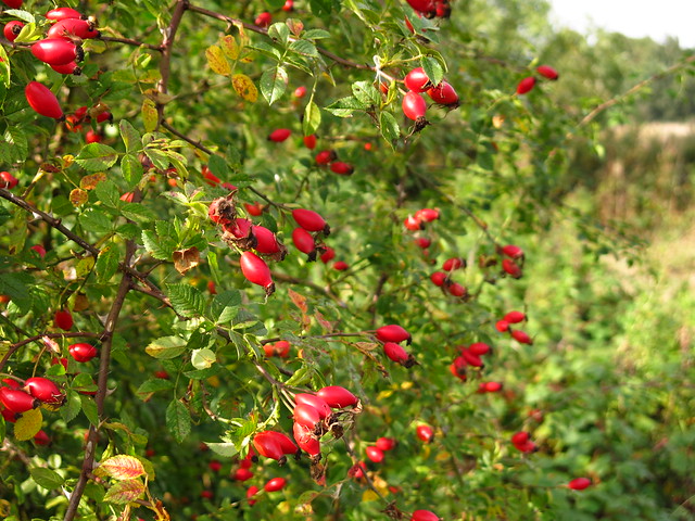 Rose hips on Pryors Field