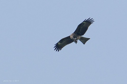 空中的老鷹，腳裡抓著獵物。圖片來源：屏科大野保所鳥類研究室