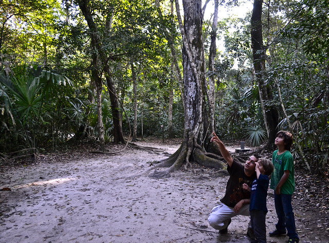 Searching for Wildlife Tikal Guatemala