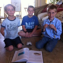 @ApologiaWorld Swimming Creatures-learning about Herps #homeschool #hsbloggers