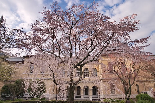 【写真】桜 : 京都府庁旧本館