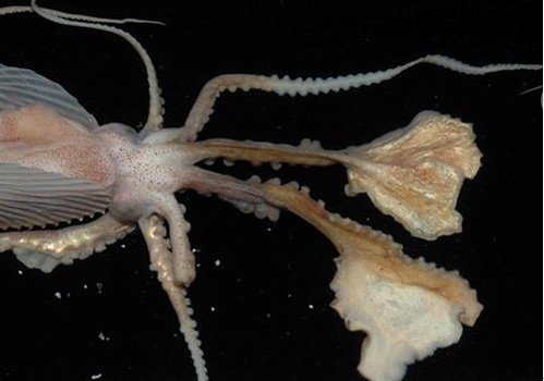 扁船蛸的腕足纖細，但背腕具有寬大的薄膜可包覆體殼，且有造殼功能。（圖片拍攝：李坤瑄）