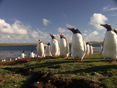 © FIG, Gentoo Penguins 1 by falkland_islands