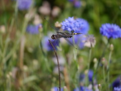 Saddlebag dragonflies
