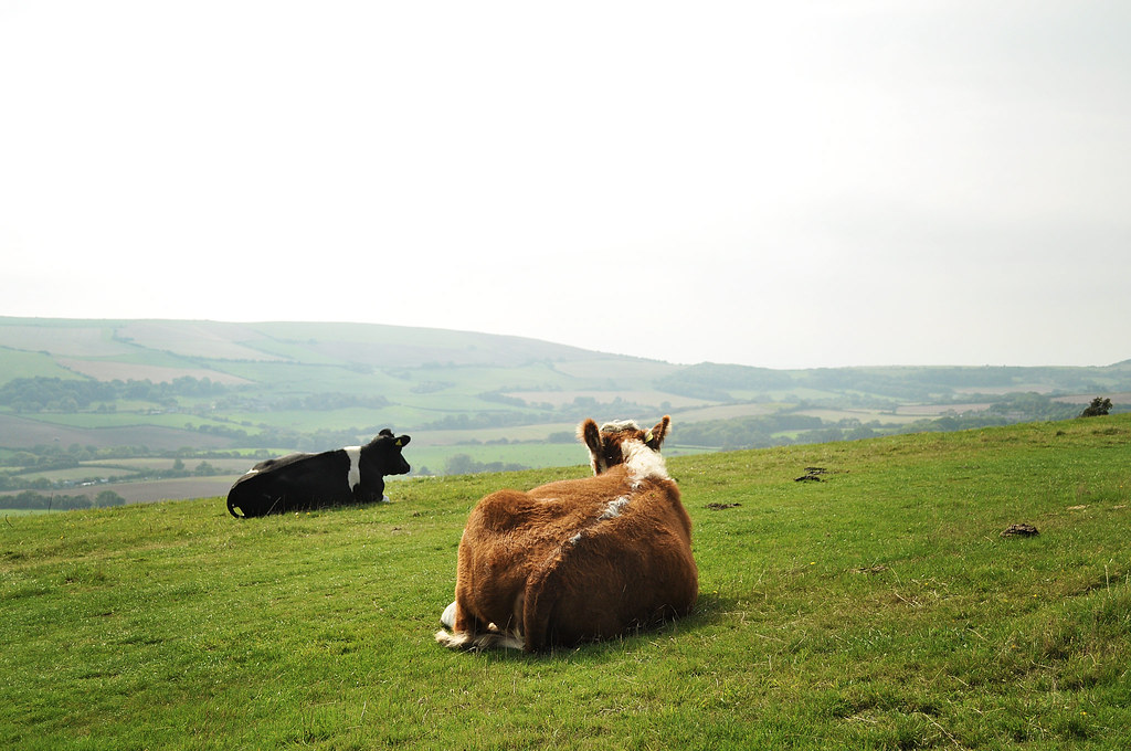 Cows on the ridge