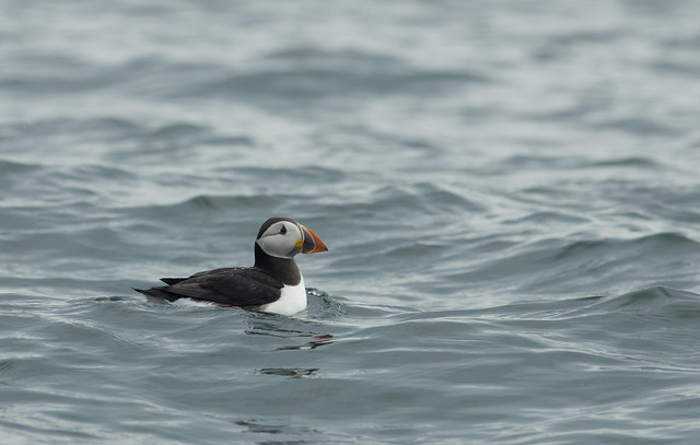 puffin on the sea-1