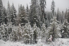 Snowy trees in the Sierra