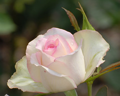 Schenectady Rose Garden 8-13-2012A