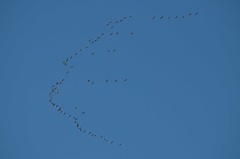 Sandhill Cranes Migrating