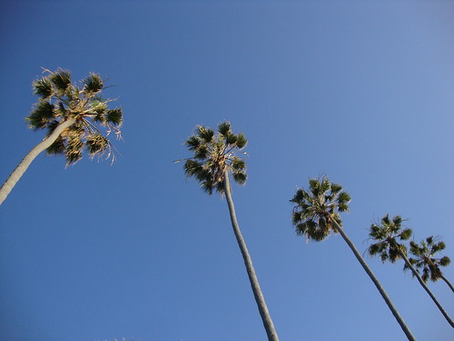 La Jolla palm trees