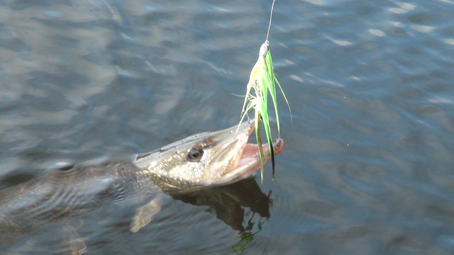 Maine Pike on Fish Skull Fly