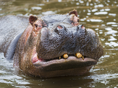 Funny hippo in the water by Tambako the Jaguar