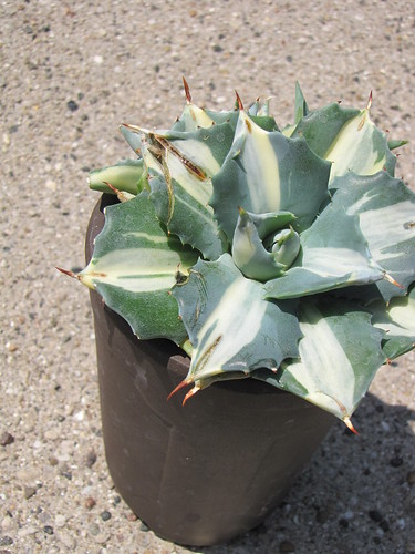 HELP my agave is cracking by flyingbytheseatofmypants