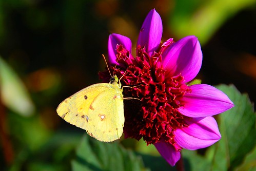 Clouded yellow on dahlia