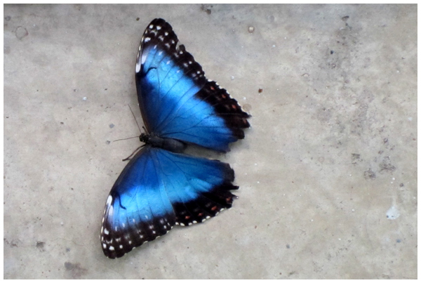 Butterfly Observation: Blue Morpho