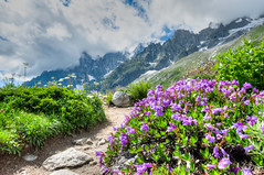 Cool Purple Flowers on Mont Blanc Italy