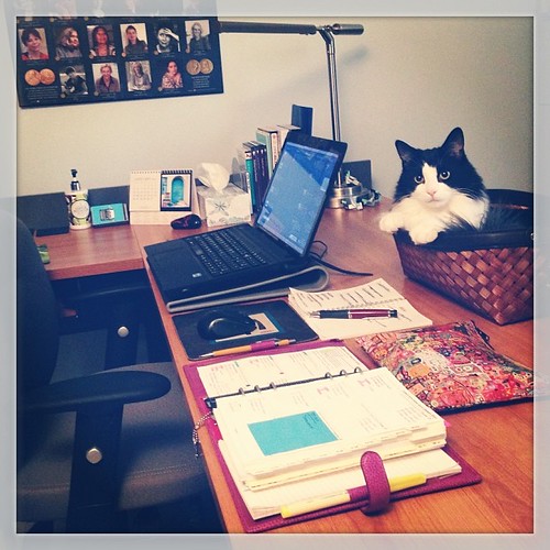 #fmsphotoaday January 24 - Your space #catsofinstagram