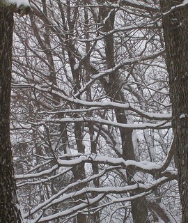 snowy trees 5
